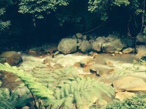 Thick old growth of ferns border the rushing waters.