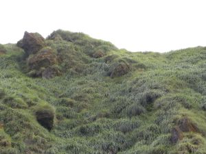 Yangminshan Park View 1