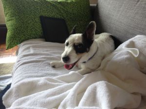 Scout is all smiles to be back with the family.