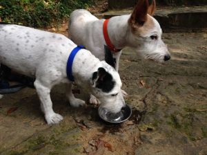 It's hot here in Taiwan this time of year but not quite as hot in the mountains. Even though they've recently had haircuts to help them keep cool, we always make sure our pets get plenty of water.