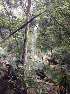 This is the Juansi Waterfall. A beautiful spot we highly recommend.