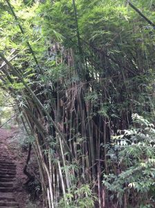 Fabulous, towering bamboo and various jungle vegetation greeted us along the route. 
