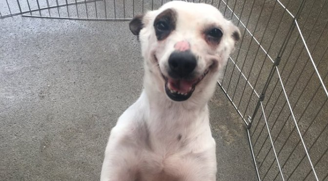 BYE-BYE, MISS BOO: HOW A TINY, MISTREATED DOG TAUGHT ME THE HEALING POWER OF LOVE.